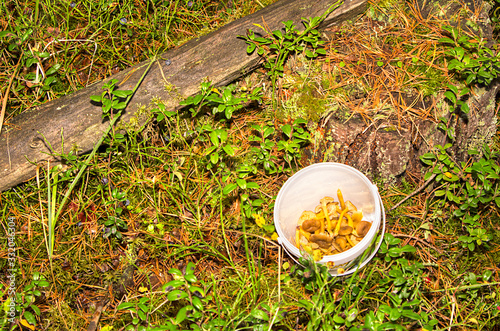 Craterellus tubaeformis photo