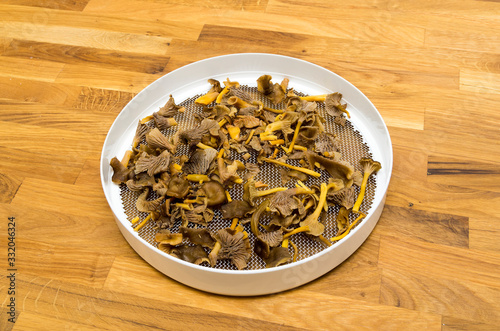 Craterellus tubaeformis photo