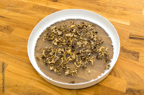 Craterellus tubaeformis photo