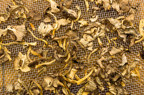 Craterellus tubaeformis photo