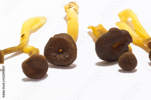 Craterellus tubaeformis photo