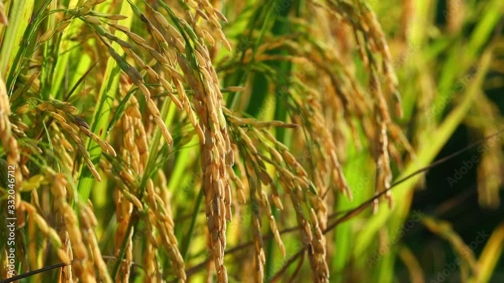 rice in the field rice background rice in the field rice background