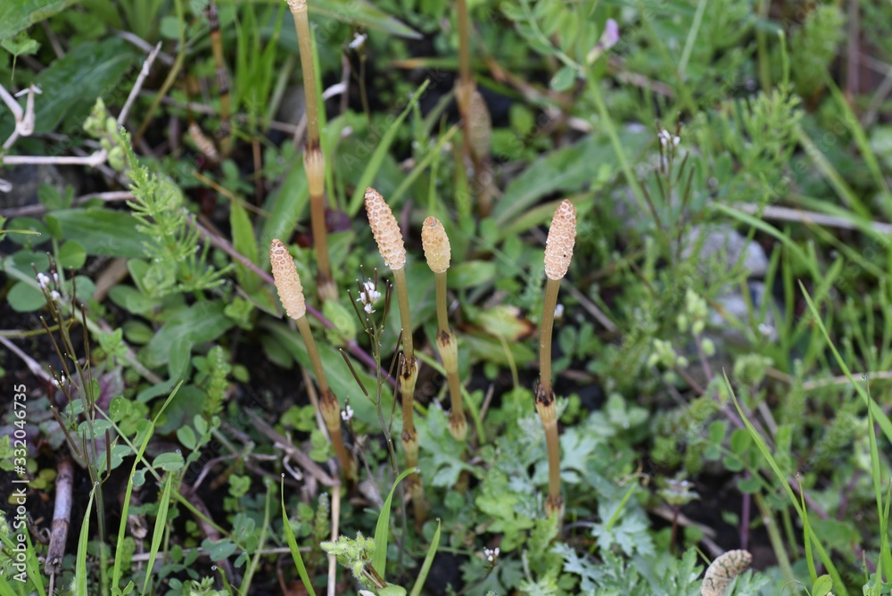 The horsetail( Equisetum arvense) is perennial and grows by stretching underground stems. It is popular as a wild vegetable in spring in Japan and is a medicinal herb. The horsetail( Equisetum arvense) is perennial and grows by stretching underground stems. It is popular as a wild vegetable in spring in Japan and is a medicinal herb.