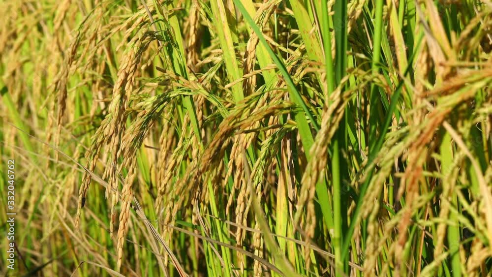rice in the field rice background rice in the field rice background