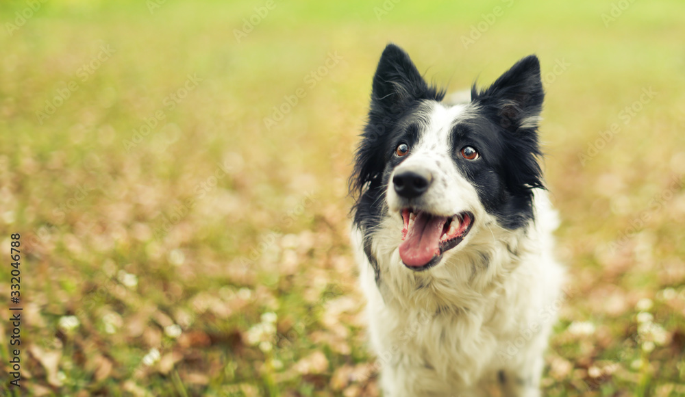 Black and white border collie dog outside panting after a long play