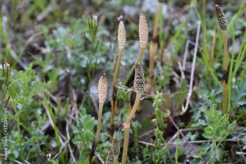 The horsetail( Equisetum arvense) is perennial and grows by stretching underground stems. It is popular as a wild vegetable in spring in Japan and is a medicinal herb. © tamu