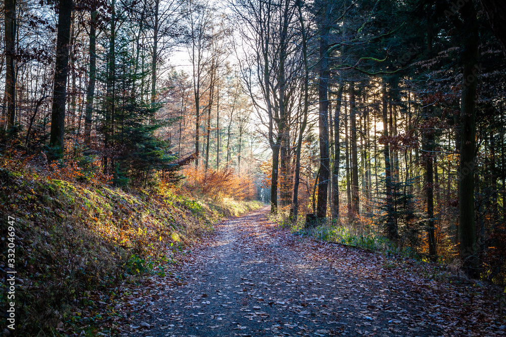 Obraz premium Autumn in a Eifel forest, Germany