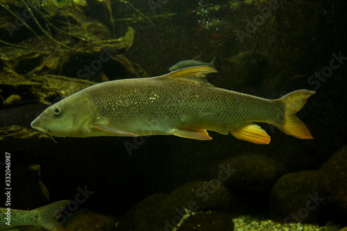 European barbel (Barbus barbus).