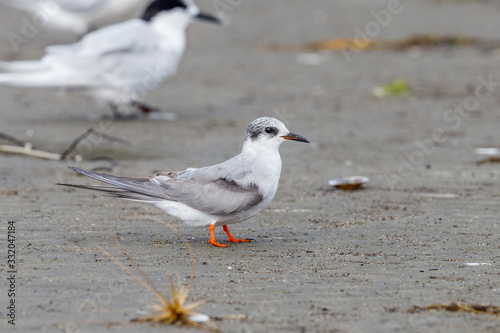 Black-fronted Tern in New Zealand