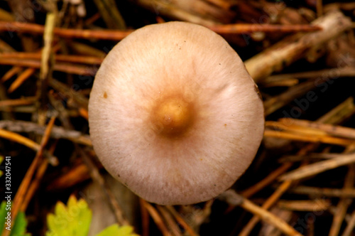 Mushroom photo