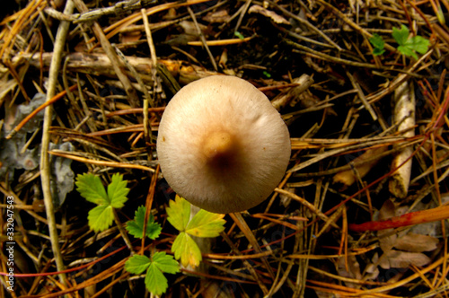 Mushroom photo