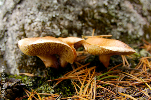 Mushroom photo