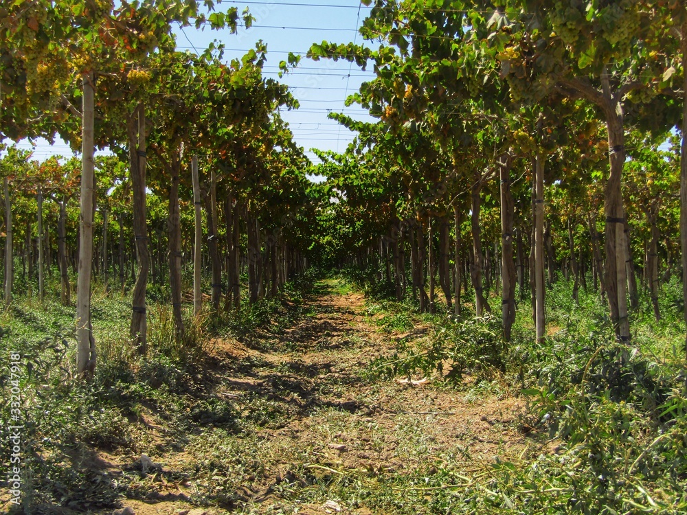 Fototapeta premium Trees