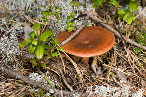 Mushroom photo