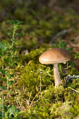 Mushroom © Markus Kauppinen
