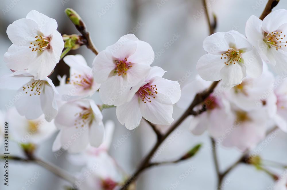 接写した桜の花