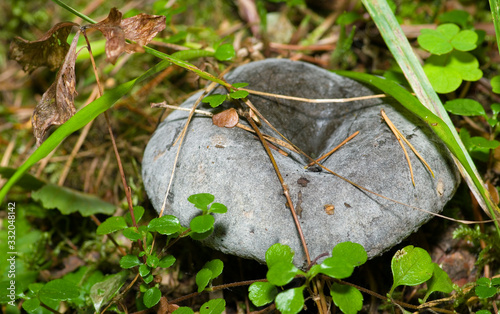 Mushroom photo