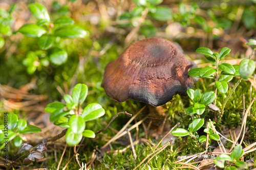 Mushroom photo