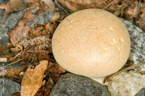 Mushroom photo
