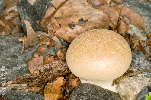 Mushroom photo
