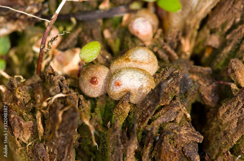 Mushroom photo