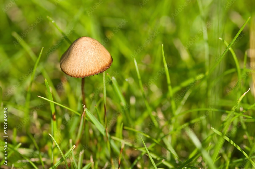 Mushroom Mushroom