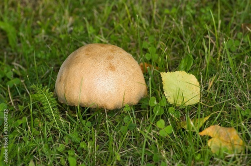 Mushroom photo