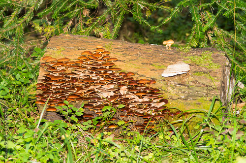 Mushroom photo