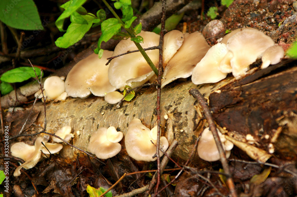 Mushroom Mushroom