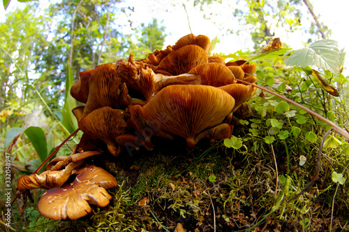 Mushroom photo