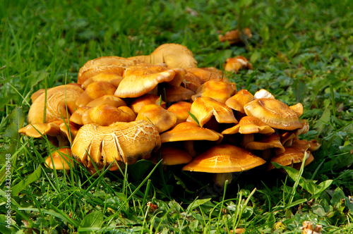 Mushroom photo