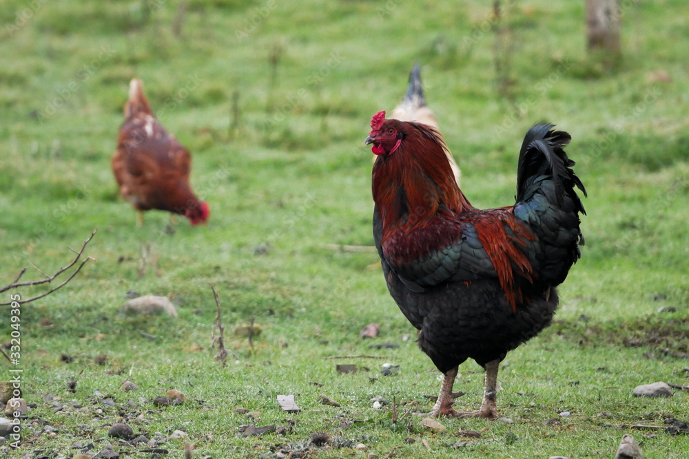 Handsome black and red cockerel with green grass background Handsome black and red cockerel with green grass background