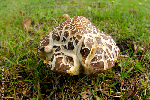 Mushroom photo
