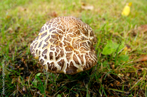 Mushroom photo