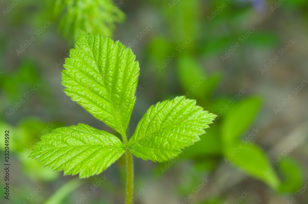 Plant Plant