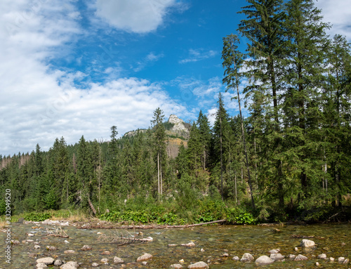 A mountain river with a spruce forests and mountain peaks in the background