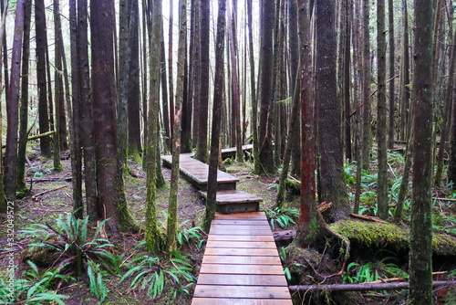 Boardwalk through rain forest with ferns