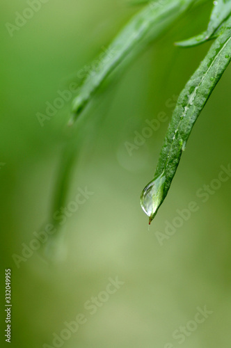 Water drops © Markus Kauppinen