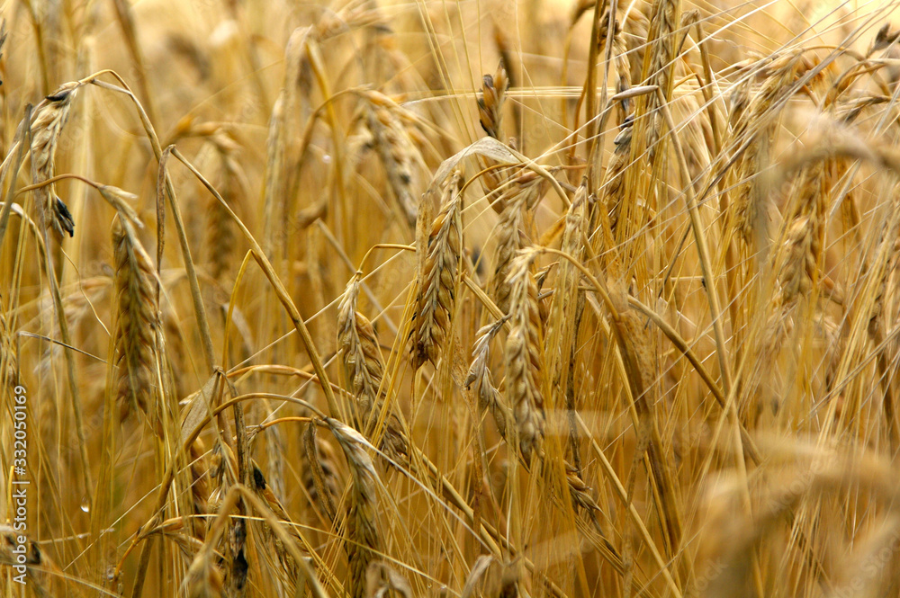 Fototapeta premium Countryside