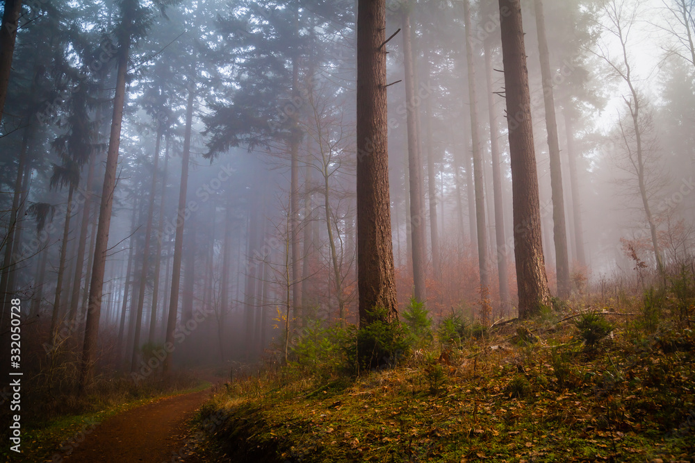 Fog in a forest in the Eifel,Germany