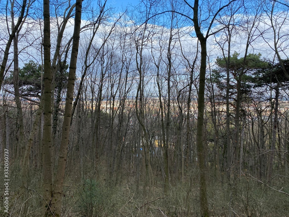 thicket, jungle, maze, bushes, shrubbery, adjust view thicket, jungle, maze, bushes, shrubbery, adjust view
