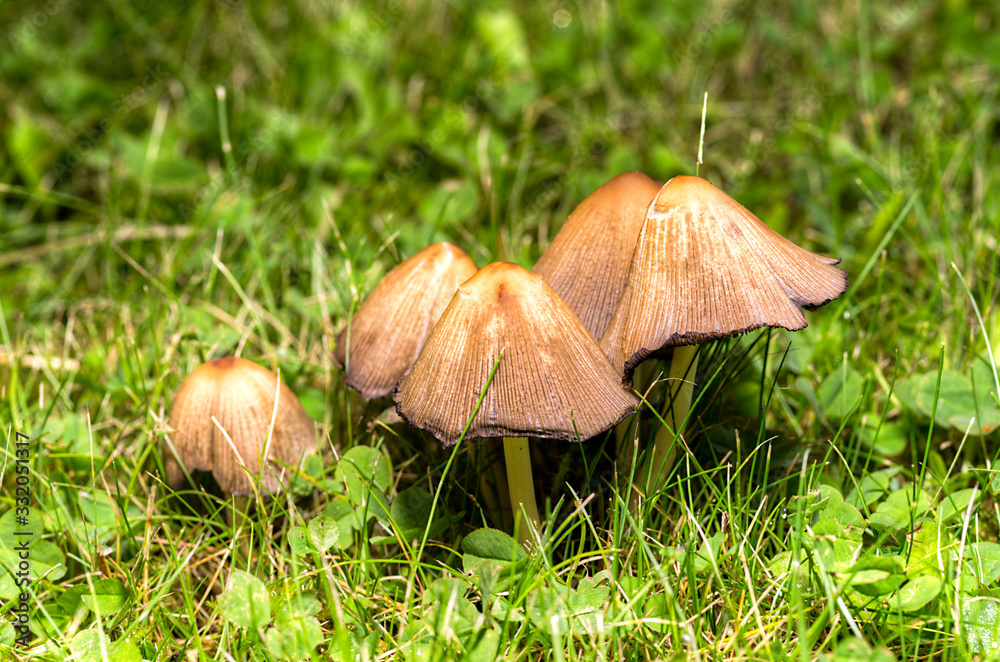 Mushroom Mushroom