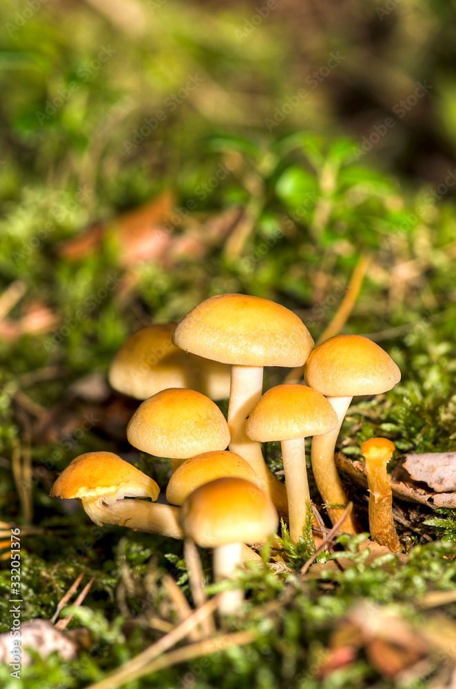Mushroom Mushroom