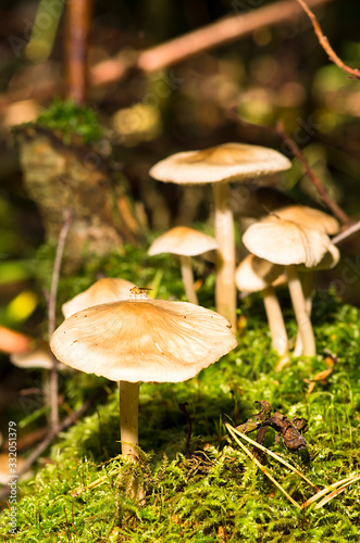Mushroom © Markus Kauppinen