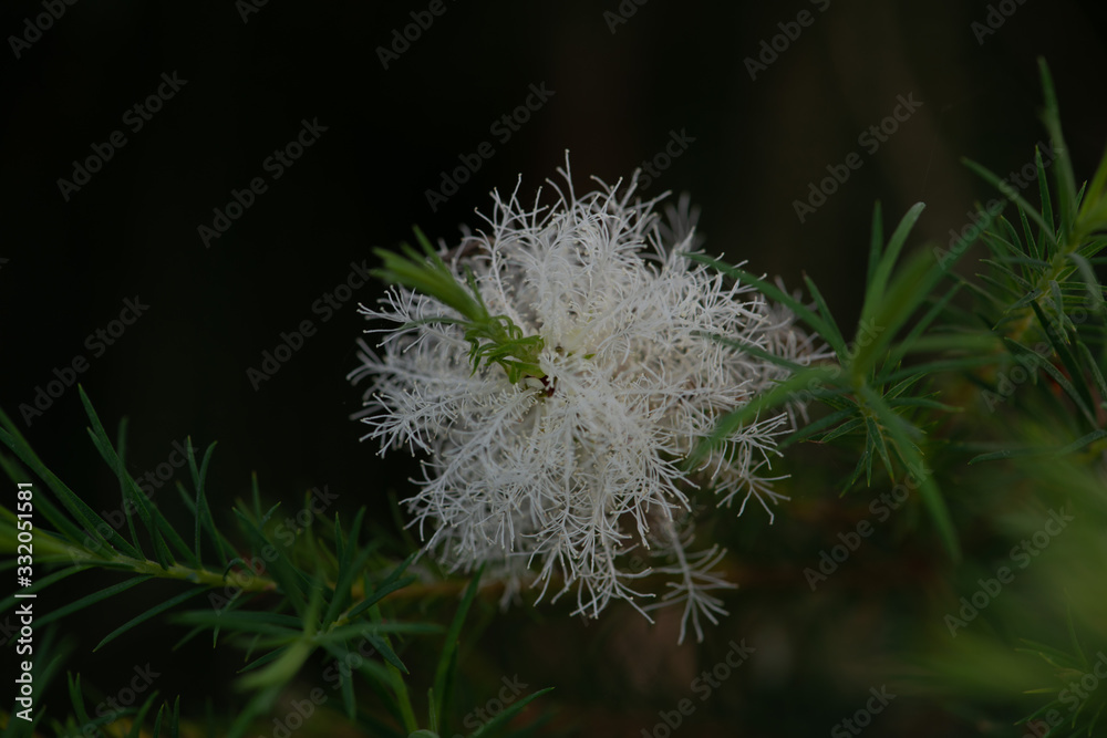 White and beautiful Australian tea tree flowers