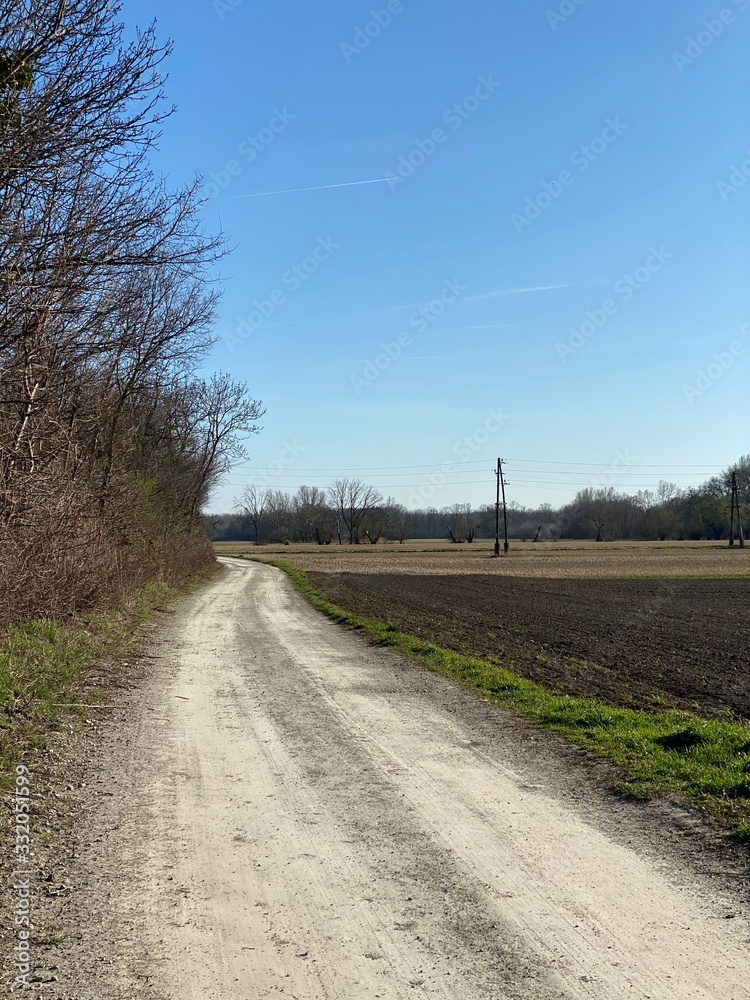 Fototapeta premium track across the fields, dirt road, landscape with road, trees near dirt road, trees next to dirt road, somewhere in nowhere, fied, acre, agriculture, farming, farm, agriculturale