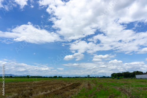 A wide famer agriculture land of rice plantation farm after harvest season, under beautiful white fluffy cloud formation on vivid blue sky in a sunny day, countryside of Thailand