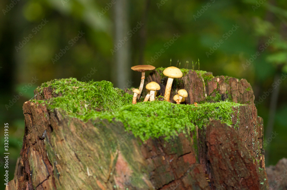 Obraz premium Mushroom