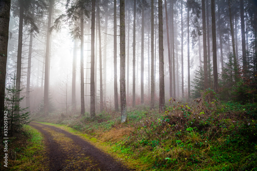 Naklejka premium Fog in a forest in the Eifel,Germany