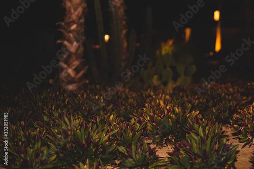 Tradescantia spathacea or Moses in the cradle plant, at night photo